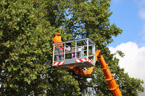 Best Fruit Tree Pruning  in Bertsch Oceanview, CA