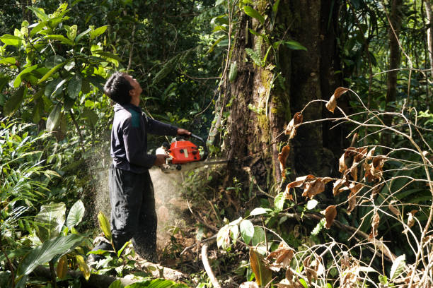 Best Commercial Tree Removal  in Bertsch Oceanview, CA